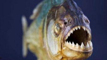 食人鱼完整版在线观看,生存狂潮之致命诱惑